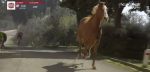 Bizar! Op hol geslagen paard hindert Demi Vollering in finale Strade Bianche