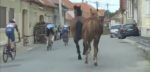 Op hol geslagen paarden hinderen renners op parcours in Sibiu Tour